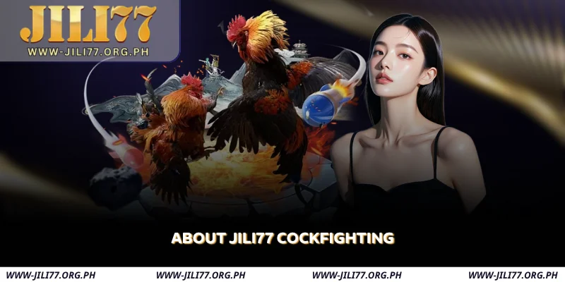 JILI77 Cockfighting - Live Sabong Betting & Real-Time Odds 1 about jili77 cockfighting